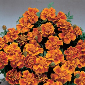 safari series marigold